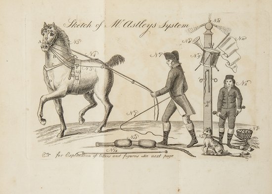 old sketch of horse rearing and training handbook